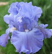 Image result for Iris germanica Harbor Blue