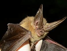 Image result for Bats in Northern VA