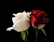 Image result for Pink Rose HD Wallpaper iPhone