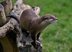 Image result for Otter Defender
