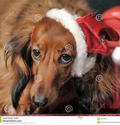 Image result for Dachshund New Year's