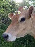 Image result for iPhone 8 Case Animal Cow