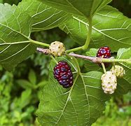 Image result for Mulberry Tree China