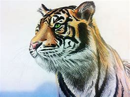 Image result for Anime Tiger Drawing