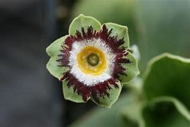Résultat d’images pour Primula auricula Green Shank