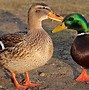 Image result for Grey Swedish Duck
