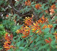 Image result for Port-A-Cool Plant Fire