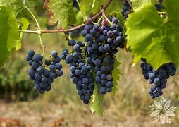 Image result for Vitis Himroed