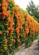 Image result for Indoor Climbing Vines