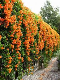 Image result for Fast Growing Climbing Plant Vines