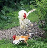 Image result for Combat Coq