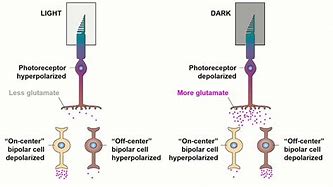 Image result for On and Off Bipolar Cells