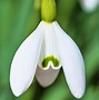 Image result for Galanthus nivalis