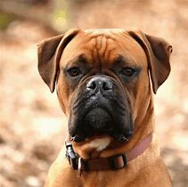 Image result for Animated Boxer Dog