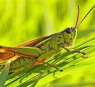 Image result for Cricket Animal