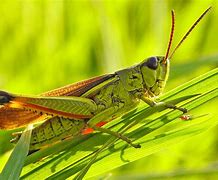 Image result for Cricket Animal