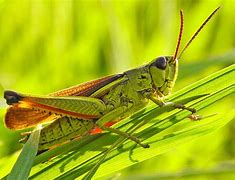 Image result for Indian Cricket Animal