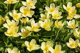 Image result for Anemone x lipsiensis
