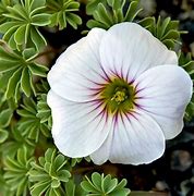 Image result for Oxalis ute