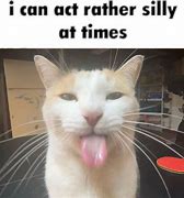 Image result for Roange and White Cat Meme