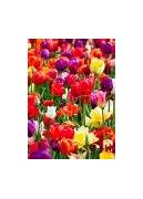 Image result for Holland Tulips Trip