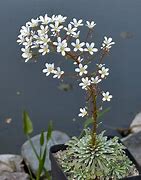 Saxifraga longifolia Hybrids కోసం చిత్ర ఫలితం