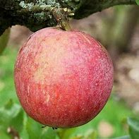 Image result for Allington Pippin Apple