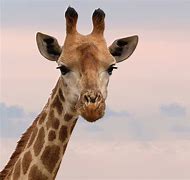 Image result for What Do Giraffes Look Like
