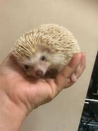 Image result for Small Hedgehog