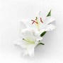 Image result for White Flower Meaning