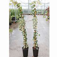 Image result for Hedera helix Goldheart