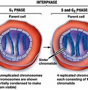Image result for Interphase G1