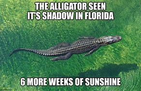 Image result for Florida Groundhog Day Meme