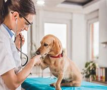 Image result for Veterinarians Near Me