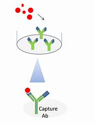 Image result for PPR ELISA Kit