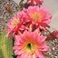 Image result for Arizona Desert Blooming Cactus