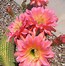 Image result for Sonoran Desert Plants List