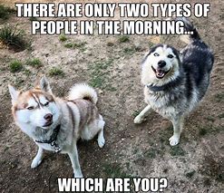 Image result for Husky Friday Meme