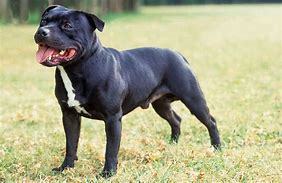 Image result for Blue Staffordshire Bull Terrier XL