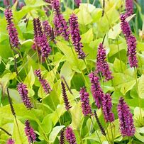 Image result for Persicaria amplexicaulis Cottesbrook Gold