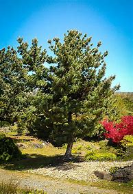 Image result for Japanese White Pine Tree