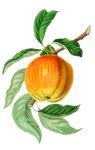 Image result for Apple Fruit Transparent Background