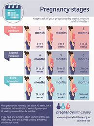 Image result for Pregnancy by Month Chart