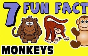 Image result for Monkey Fun Facts for Kids