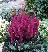 Image result for Astilbe Vision in Red ® (Chinensis-Group)