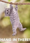 Image result for Hang in There Kitty Meme