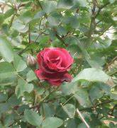 Image result for Red and Black Rose Pics