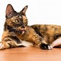 Image result for Adult Cat Laying Down