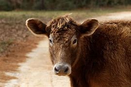 Image result for Head of Cattle