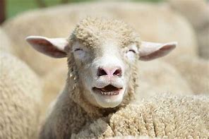 Image result for Funny Sheep Face
